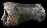 Ice Age Bison Metatarsal (Toe Bone) - North Sea Deposits #43146-1